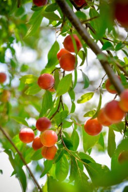 Olgun Kiraz erik ağacı 