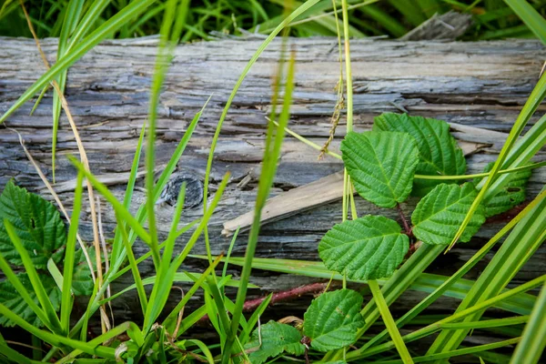 Log Covered Glass Leaves Life Death — Stock Photo, Image