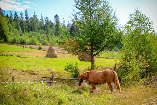 Bir at, haystacks ve çayır ile kırsal manzara