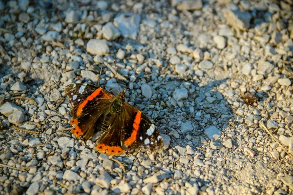 Admiral butterfly on the gravel path