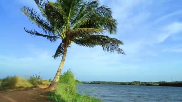 河边的椰子树 喀拉拉拉邦美丽的河景 — 图库视频影像