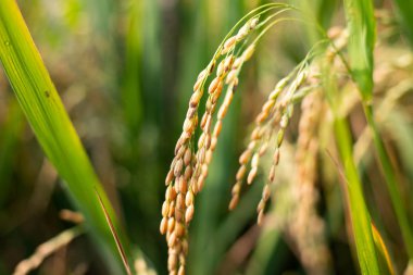 Sabah yeşil pirinç tarlası, doğa konsepti..