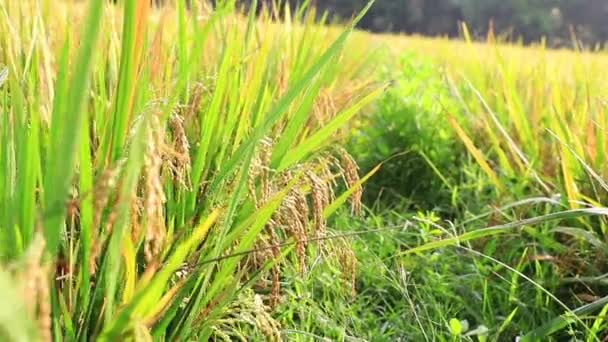 Gesloten Green Terraced Rice Field — Stockvideo