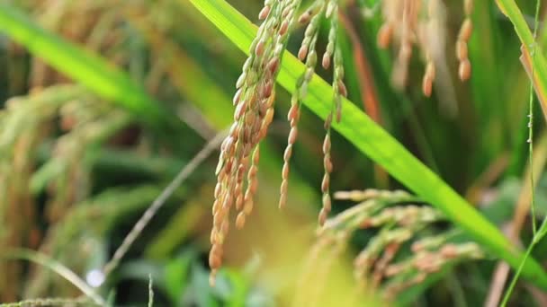 Закрытое Рисовое Поле Зеленой Террасе — стоковое видео
