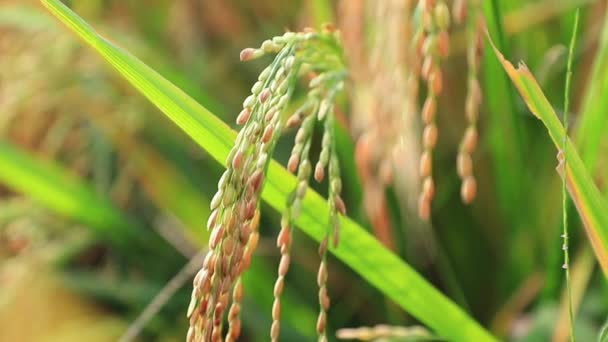 Closed Green Terraced Rice Field — Stok video