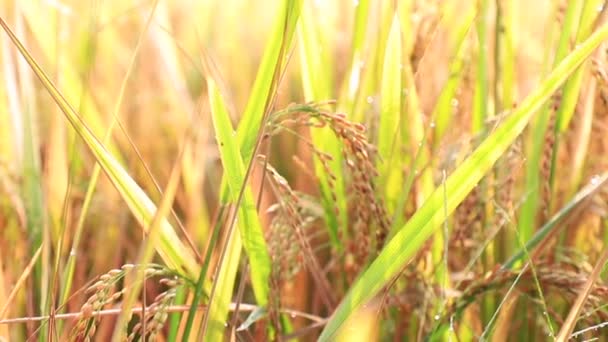 Закрытое Рисовое Поле Зеленой Террасе — стоковое видео
