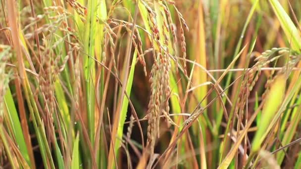 Κλειστό Πράσινο Έδαφος Ρύζι Πεδίο — Αρχείο Βίντεο