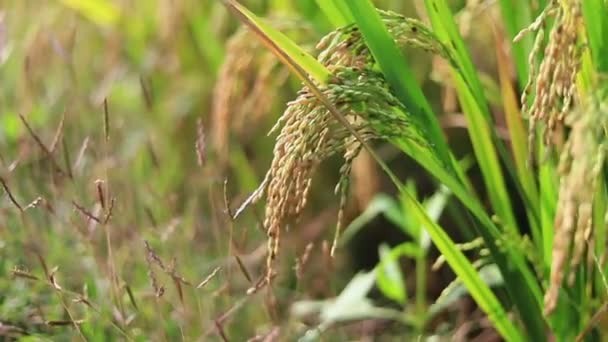 Uzavřené Zelené Terasovité Rýžové Pole — Stock video