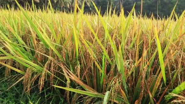 Closed Green Terraced Rice Field — Stok video