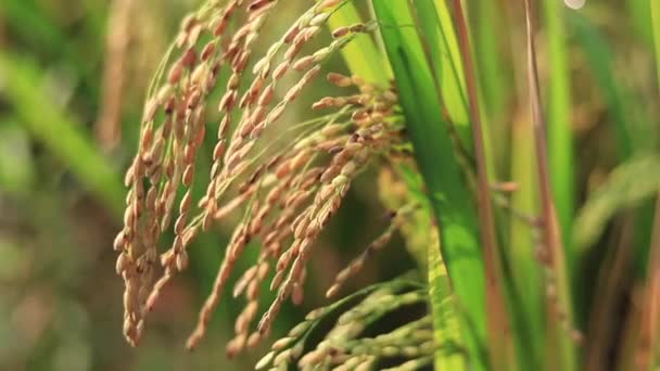 Closed Green Terraced Rice Field — Stok video