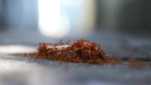 Στενή Άποψη Των Μυρμηγκιών Πυρκαγιάς — Αρχείο Βίντεο
