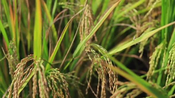 Gesloten Green Terraced Rice Field — Stockvideo