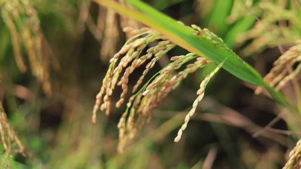 Closed Green Terraced Rice Field — Stok video