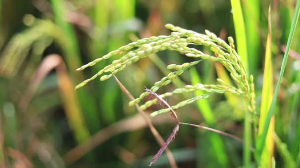 Uzavřené Zelené Terasovité Rýžové Pole — Stock video