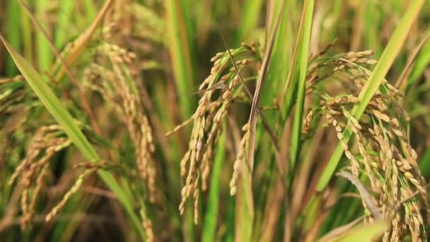 Closed Green Terraced Rice Field — Stok video