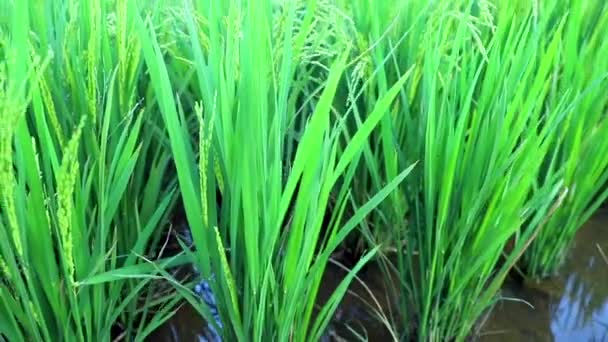 Cerrado Green Terraced Rice Field — Vídeos de Stock