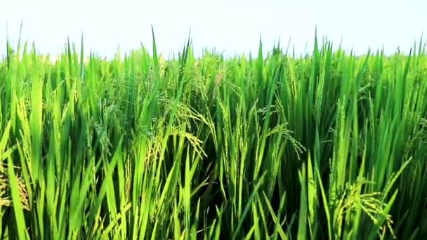 Terrain de riz vert en terrasses fermé  