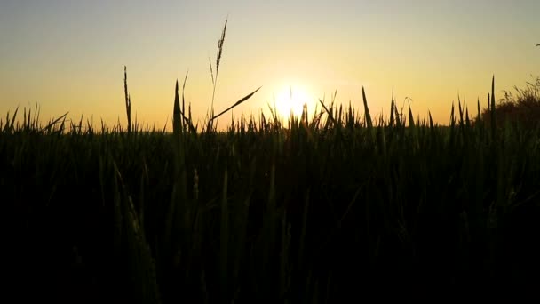 Geschlossenes Grünes Reisterrassenfeld Bei Sonnenuntergang — Stockvideo