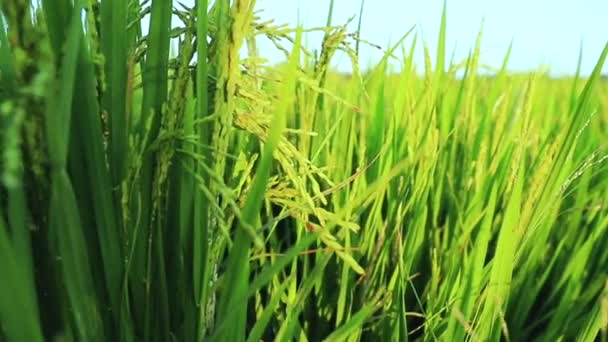 Κλειστό Πράσινο Έδαφος Ρύζι Πεδίο — Αρχείο Βίντεο
