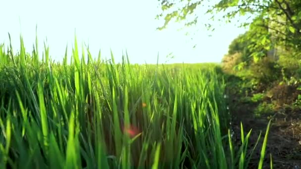 Fechado Green Terraced Rice Field — Vídeo de Stock