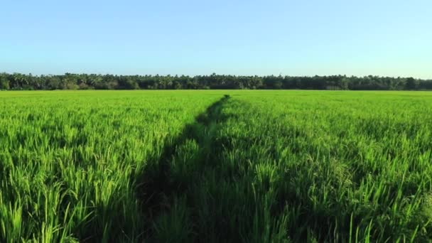 Terrain de riz vert en terrasses fermé  