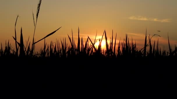 Κλειστό Πράσινο Έδαφος Ρύζι Πεδίο Στο Ηλιοβασίλεμα — Αρχείο Βίντεο