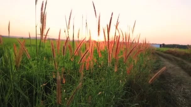 Closed Green Terraced Rice Field — Stockvideo