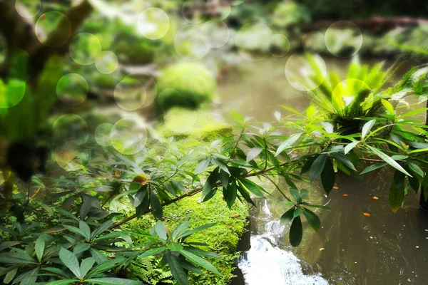 Güney Amerika Orman Arkaplanı