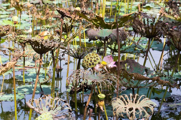 莲花花卉植物 — 图库照片