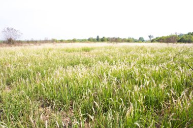 çayırlar ve tepeler manzara