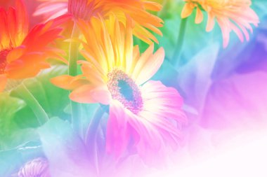 Portakal çiçeği kapatın 