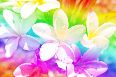 tropik çiçekler frangipani Şubesi