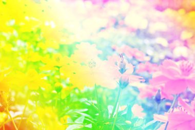 Sarı cosmos çiçek