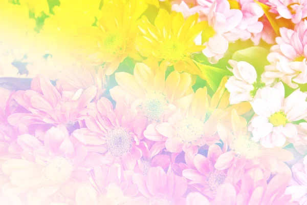 Fond de fleurs colorées — Photo