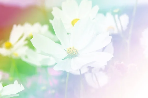 Champ de fleurs Cosmos — Photo