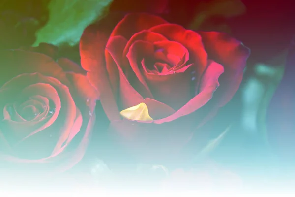 Rote Rosen in einem Strauß — Stockfoto