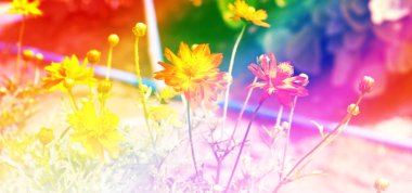 Sarı Kozmos Çiçeği Bahçede