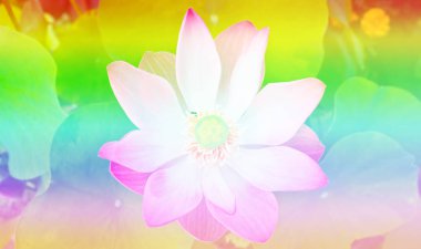 Çiçek lotus pistil