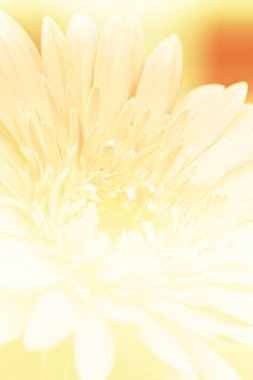 Güzel pembe gerbera çiçeği