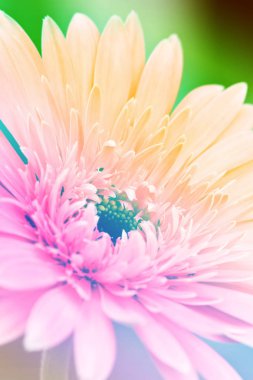 Güzel pembe gerbera çiçeği