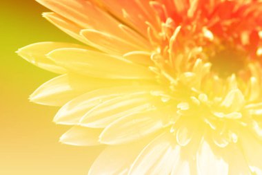 Güzel pembe gerbera çiçeği