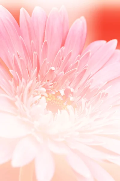 Krásná růžová gerbera květina — Stock fotografie