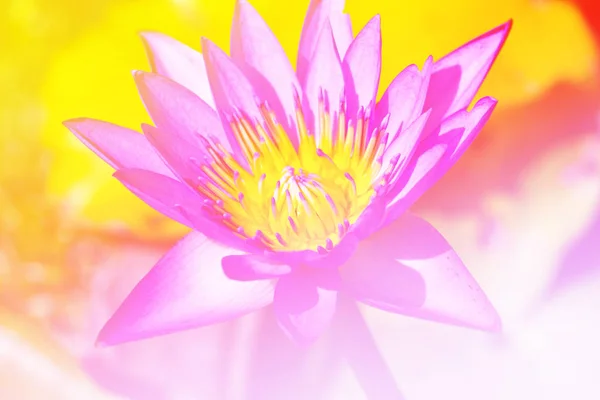 Pestík lotus Flower — Stock fotografie