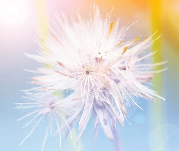 Ξηρό λουλούδι στα λιβάδια — Φωτογραφία Αρχείου