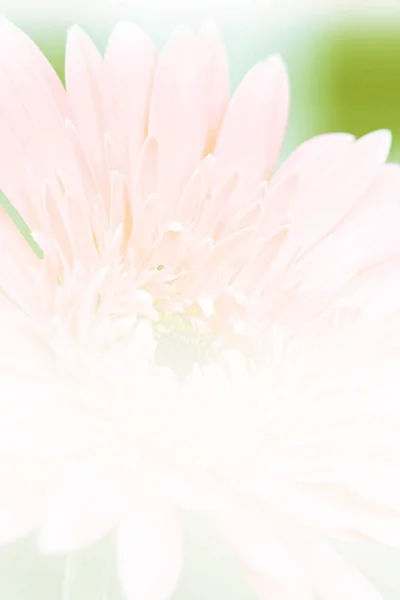 Krásná růžová gerbera květina — Stock fotografie