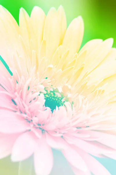 Schöne rosa Gerbera Blume — Stockfoto