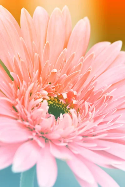 Schöne rosa Gerbera Blume — Stockfoto