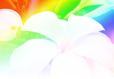 tropikal çiçek şube 