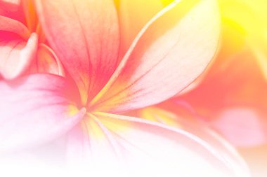 tropikal çiçek şube 