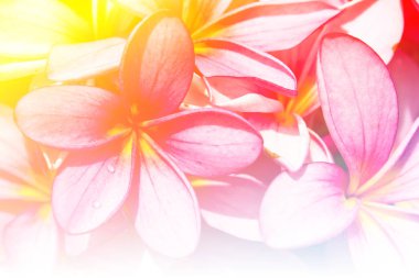 tropikal çiçek şube 